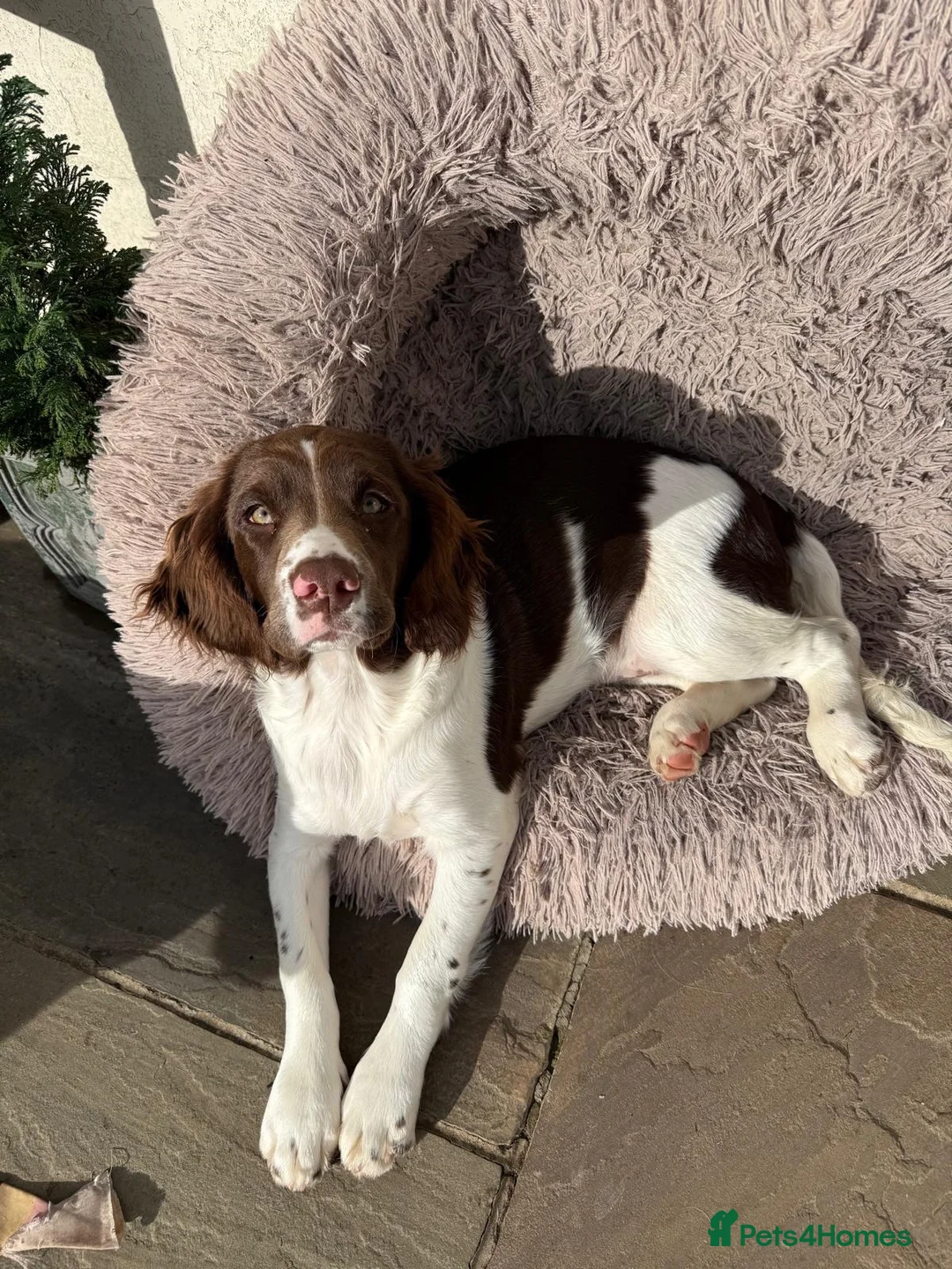 English Springer Spaniel dogs for sale: Springer spaniel girl in Hook - Advert 8