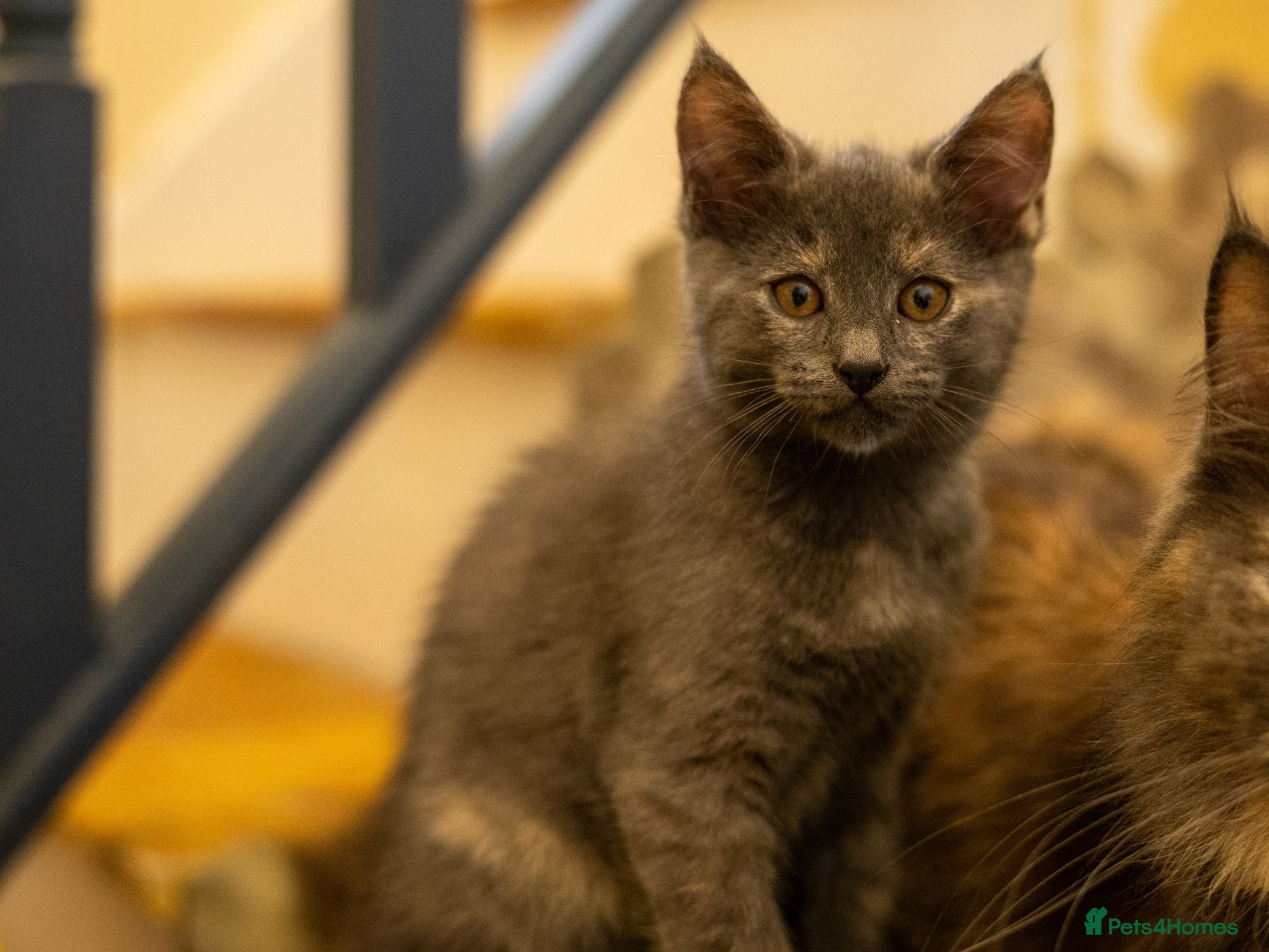 Maine Coon cats Half Maine Coon Kittens for Sale - Advert 9