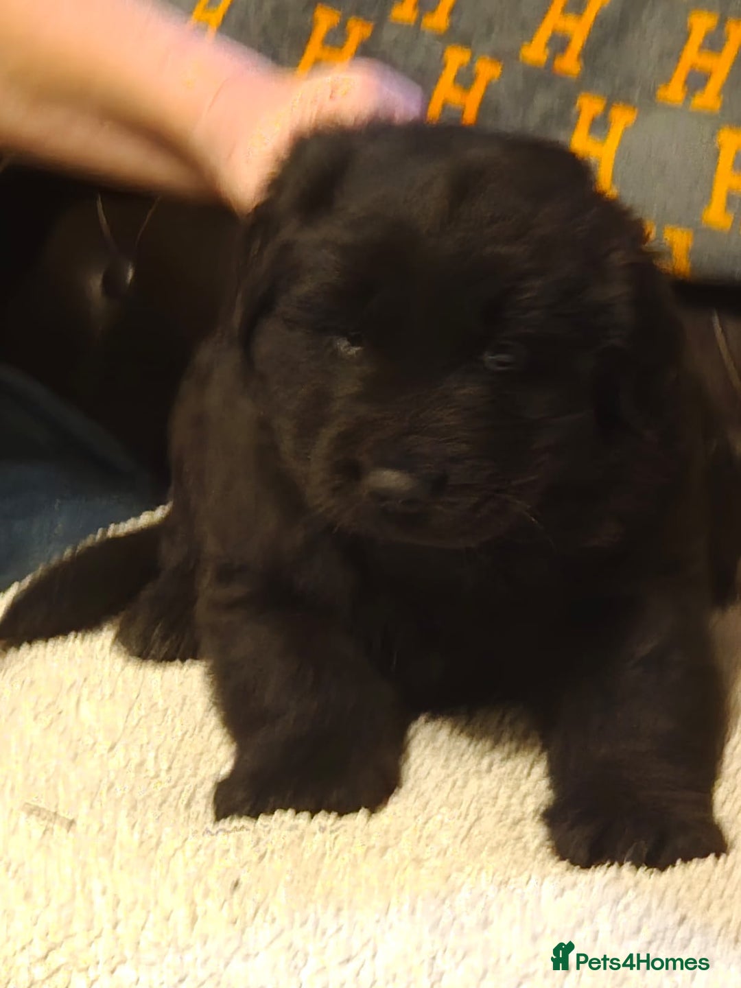 Mixed Breed dogs for sale: Newfoundland x 25% Great pyranees - Advert 7