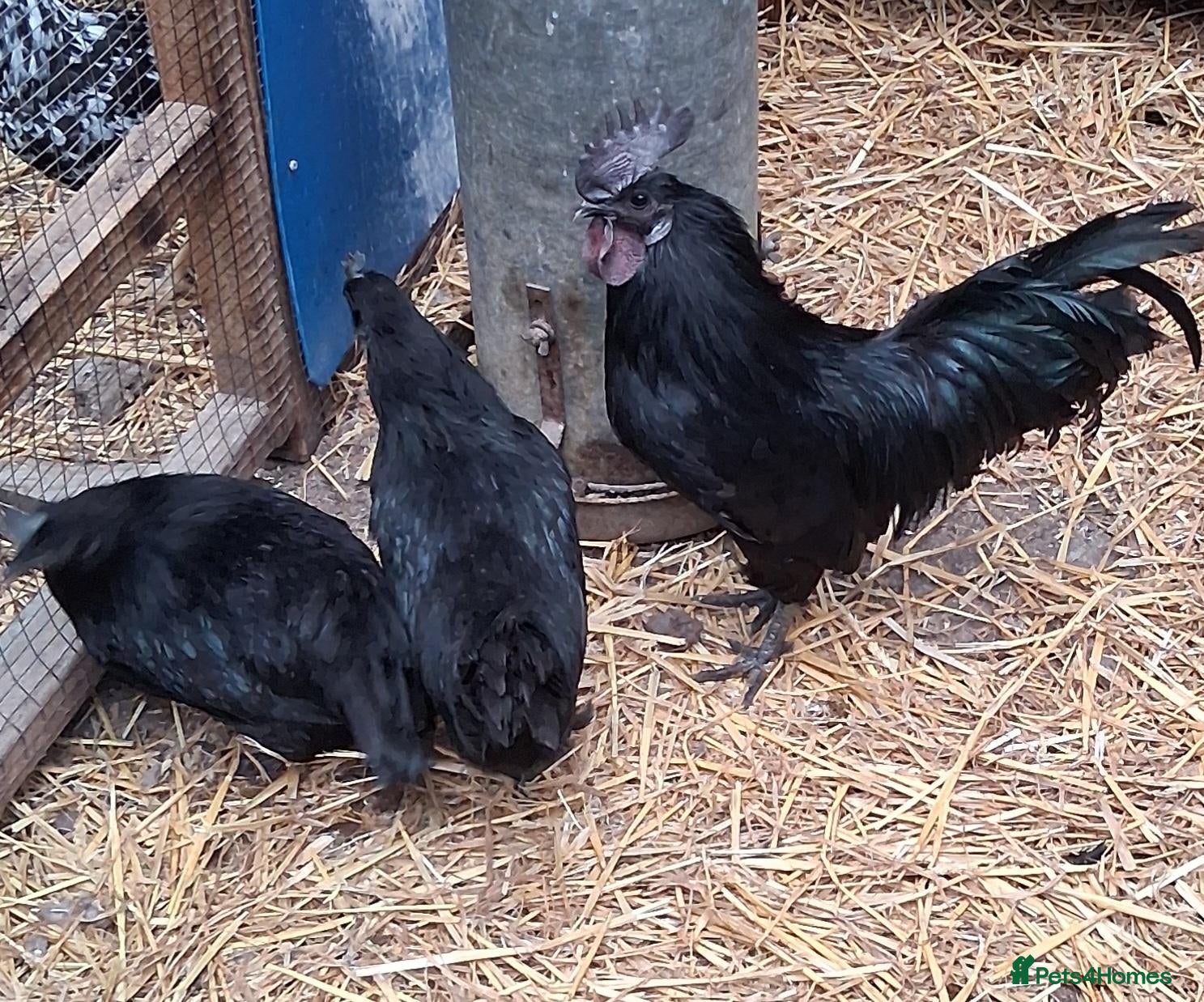 Chickens poultry Ayam cemani large fowl  - Advert 2