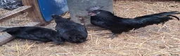 Chickens poultry for sale: Ayam cemani large fowl  - Advert 2