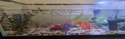 Other/Mixed Breed fish for sale: Fish tank plus fish in London - Advert 4