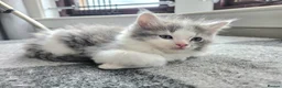 Ragdoll cats for sale: Beautigul anf Fluffy Ragdoll Cross kittens - Advert 19