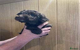 Labradoodle dogs for sale: Mini miniature multigen labradoodle puppies in Chard - Image 5