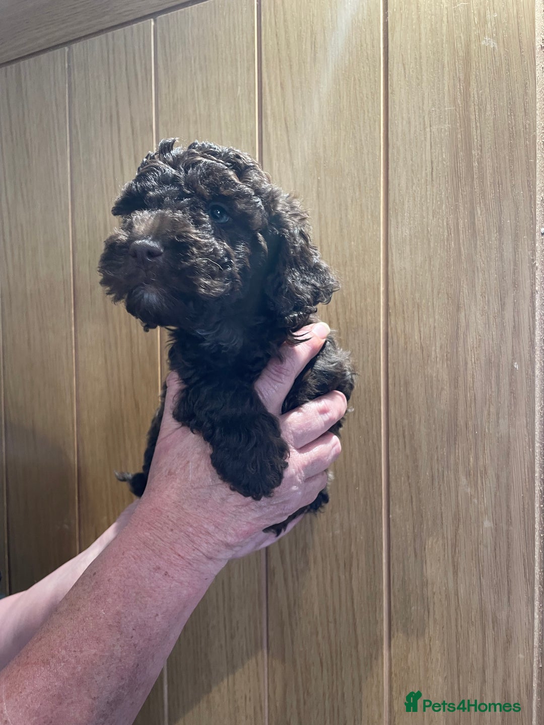Labradoodle dogs for sale: Mini miniature multigen labradoodle puppies in Chard - Image 5