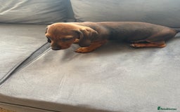 Dachshund dogs for sale: Dachshund puppies available for rehoming. - Image 14