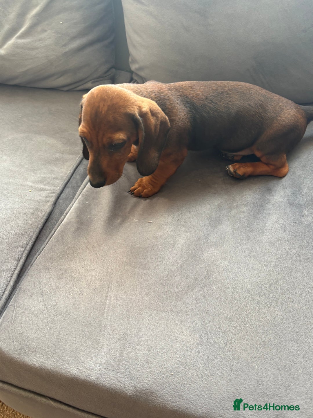 Dachshund dogs for sale: Dachshund puppies available for rehoming. - Image 14