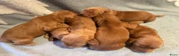 Cocker Spaniel dogs for sale: KC Reg Show Type Cocker Spaniel puppies - Advert 18