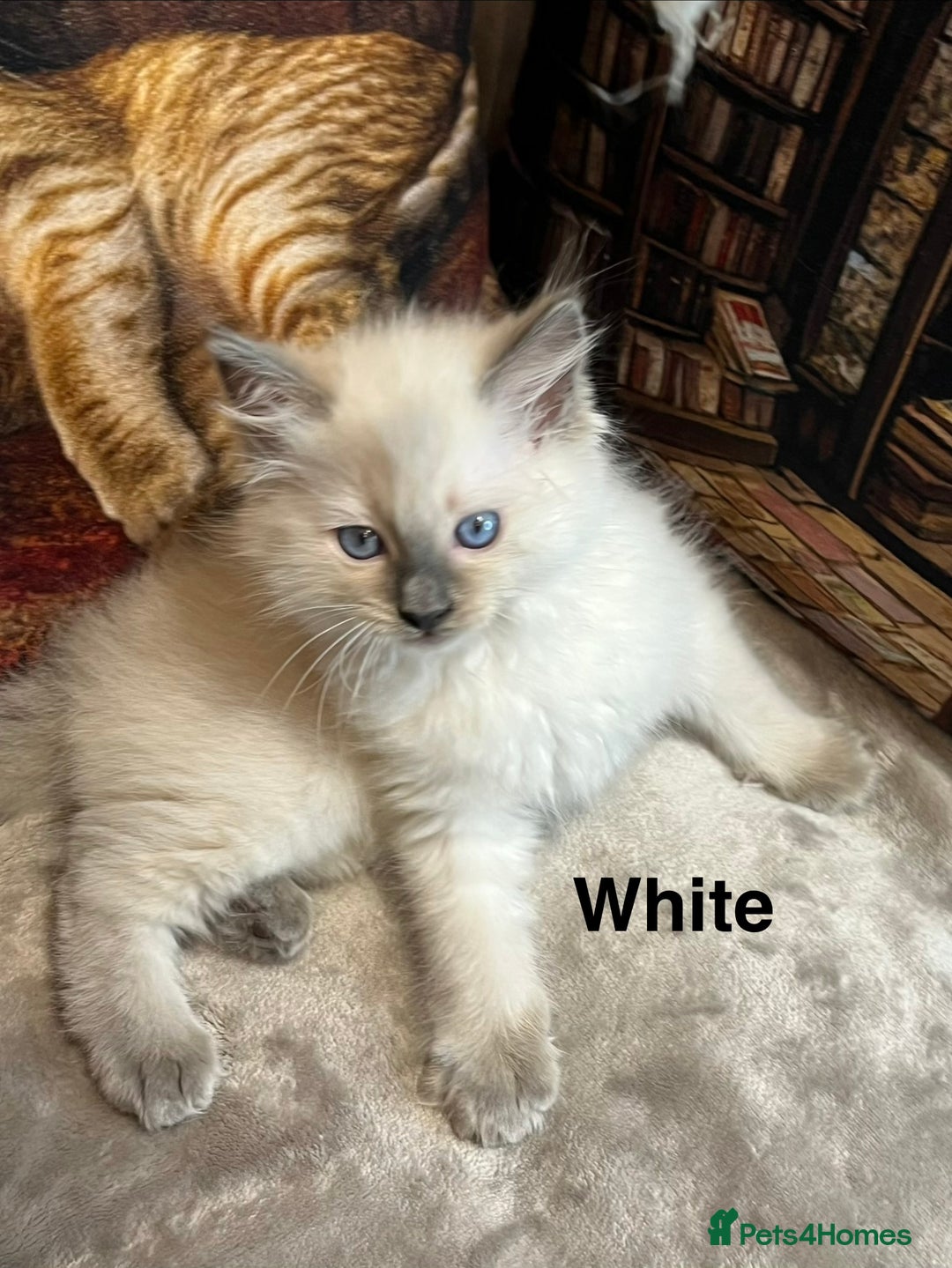 Ragdoll cats for sale: ❤️Amazing Pure Ragdoll Girls Waiting Loving Family - Advert 23
