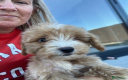 Cockapoo dogs for sale: Our baby cockapoos 🥰 - Image 16
