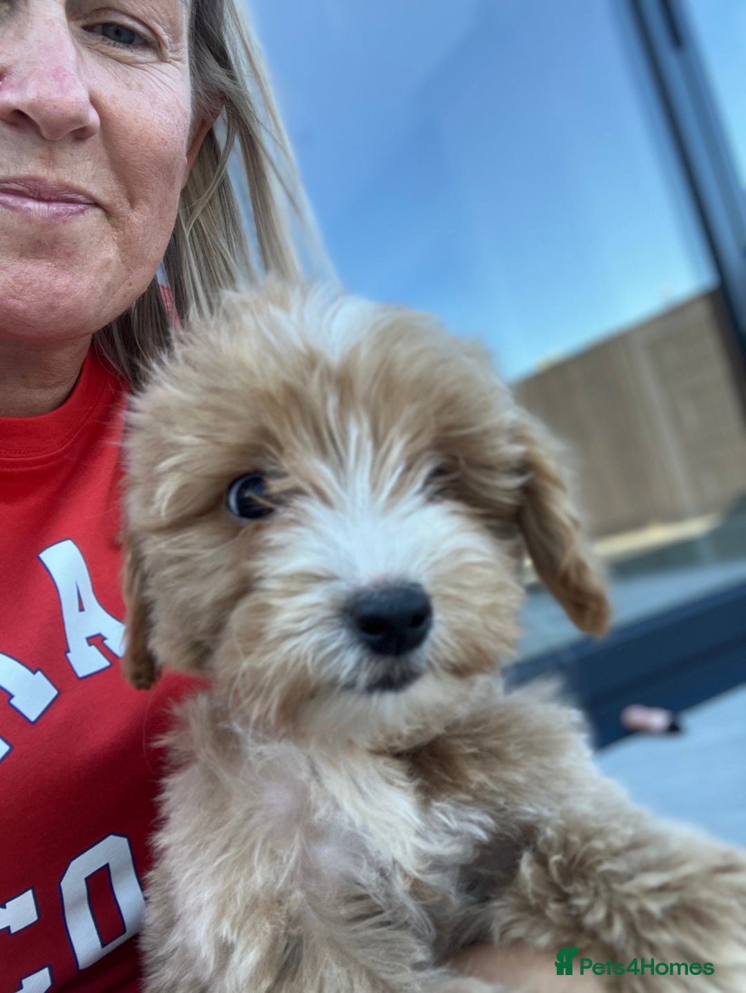 Cockapoo dogs for sale: Our baby cockapoos 🥰 - Image 16