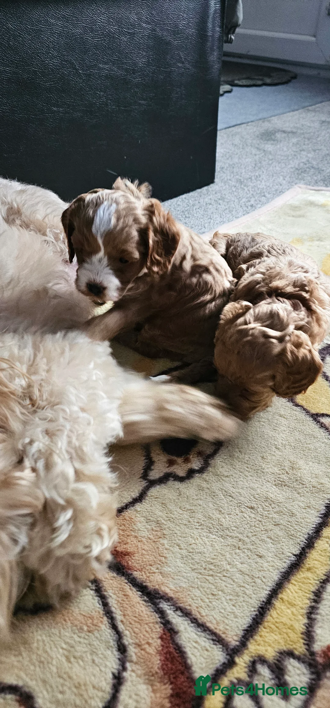 Cavapoo dogs for sale: Cavapoo for sale - Advert 23