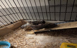 Quail poultry for sale: 7 Chinese Painted Quails (Button Quails) FREE - Image 4