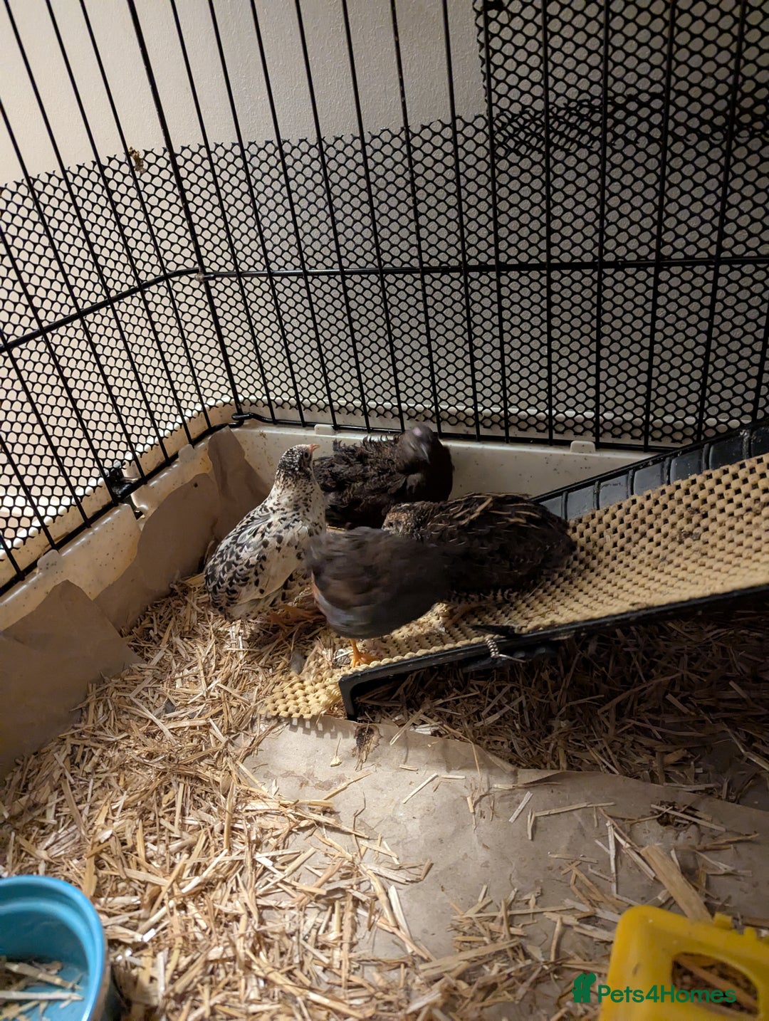 Quail poultry for sale: 7 Chinese Painted Quails (Button Quails) FREE - Image 4