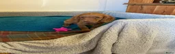 Cocker Spaniel dogs for sale: Cocker spaniel  in Doncaster - Advert 5