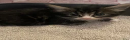 Mixed Breed cats for sale: Cute little Siberian cross kittens  - Advert 5