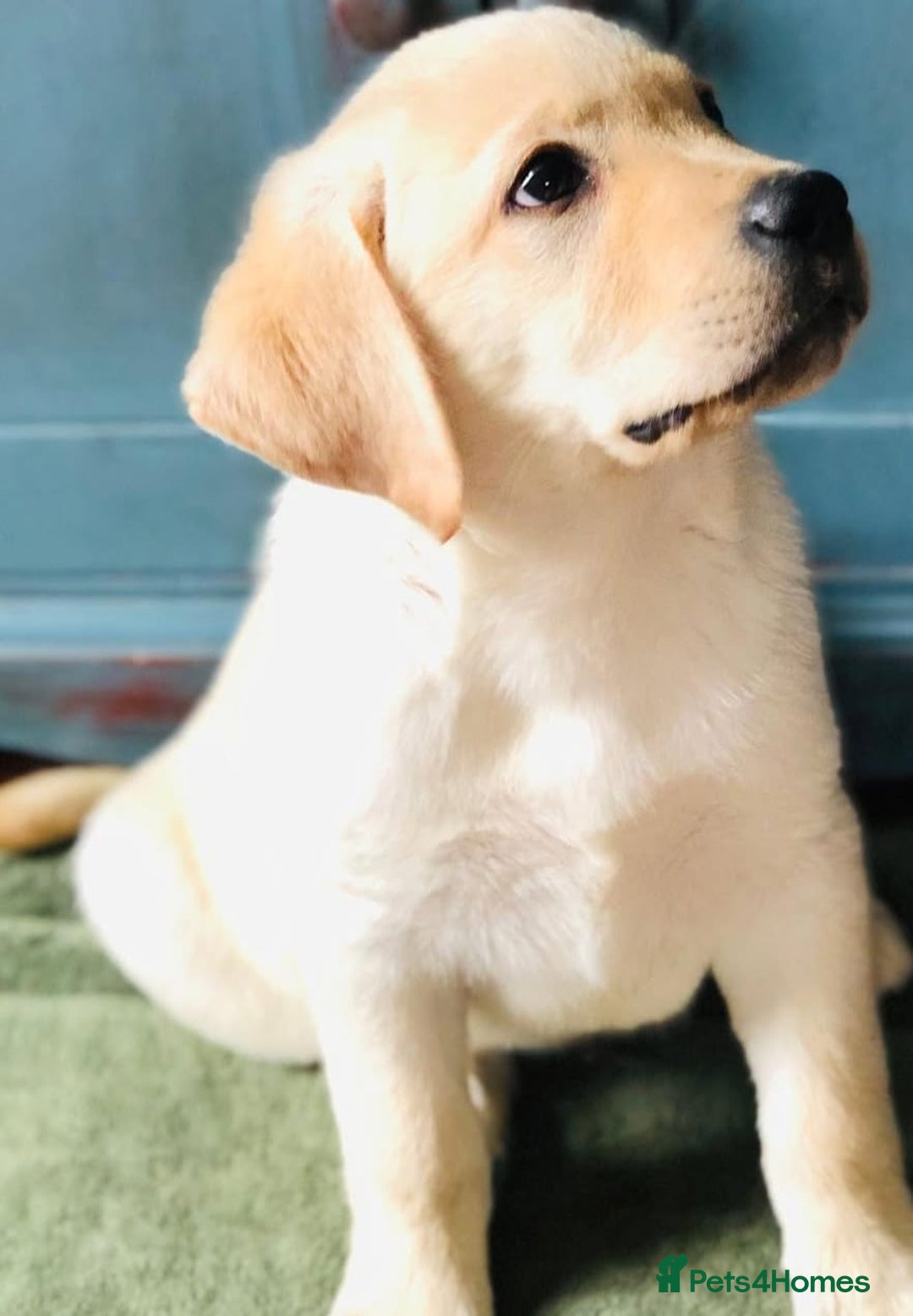 Labrador Retriever dogs for sale: Labrador puppies - Advert 9