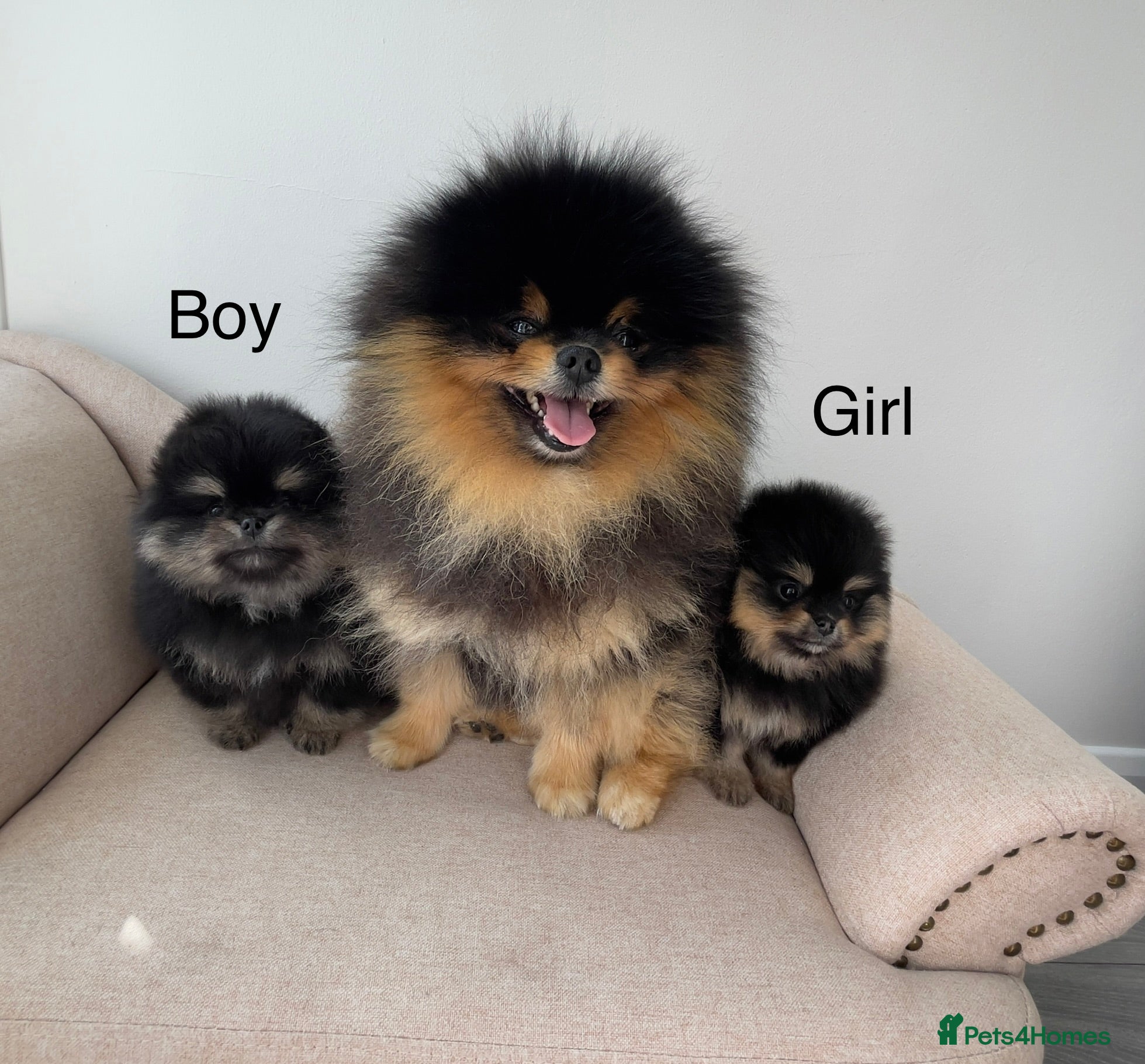 Pomeranian dogs 👑 Exclusive Rare Black & Tan Pomeranians 👑 - Advert 1