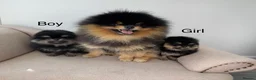 Pomeranian dogs for sale: 👑 Exclusive Rare Black & Tan Pomeranians 👑 - Advert 1