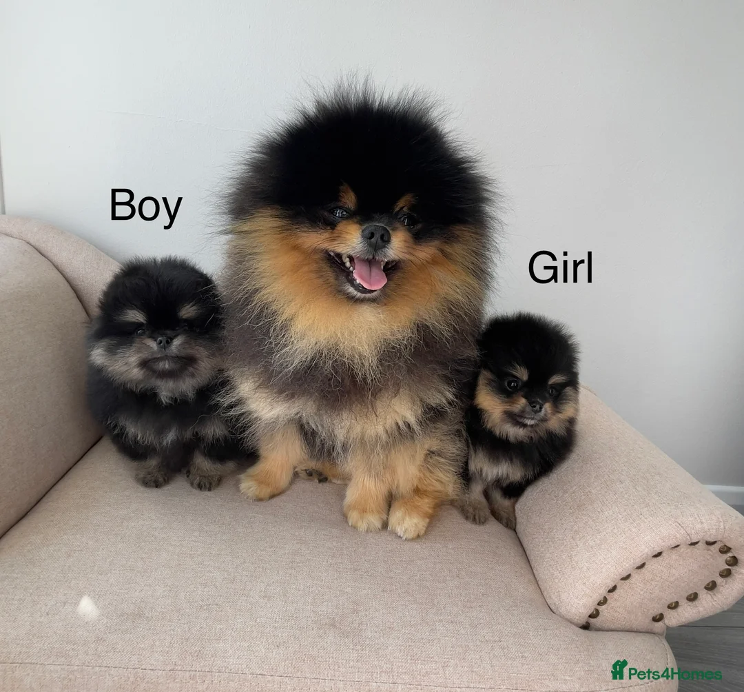 Pomeranian dogs for sale: 👑 Exclusive Rare Black & Tan Pomeranians 👑 - Advert 1