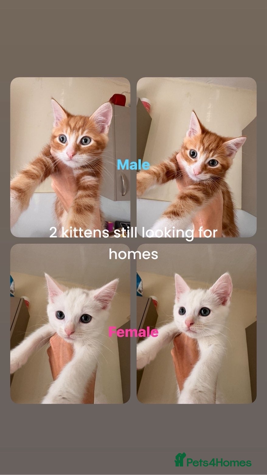 Turkish Angora cats Turkish angora kittens  - Advert 1