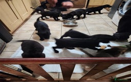 Mixed Breed dogs for sale: Cute little puppy looking for love in Durham - Image 4