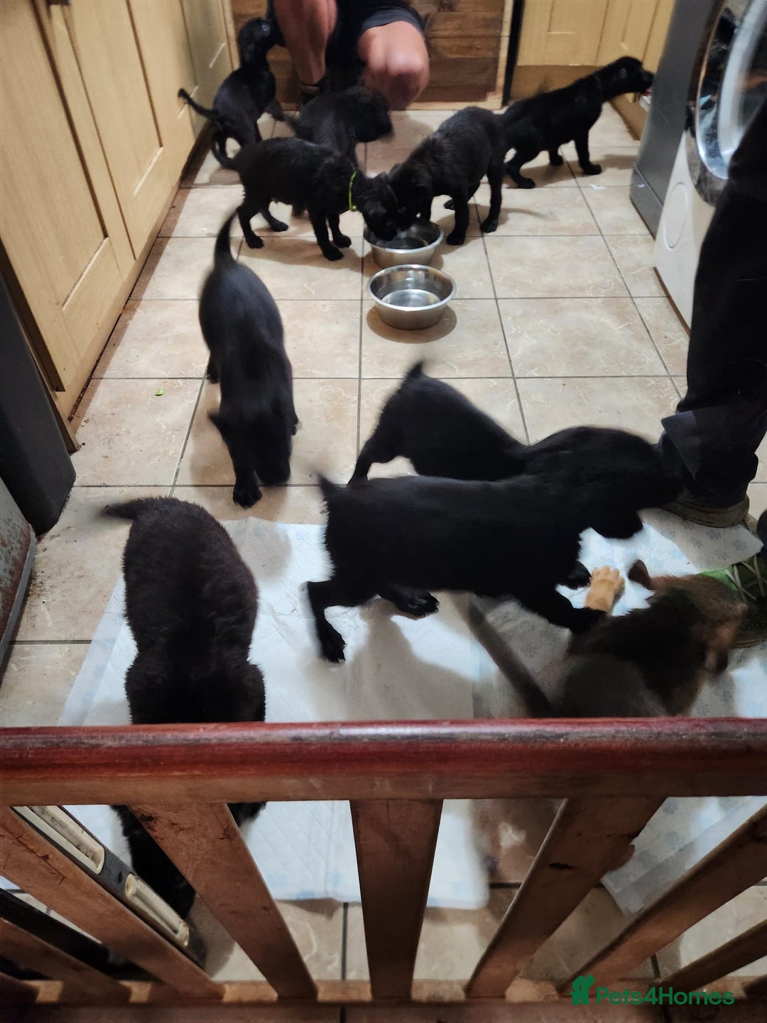 Mixed Breed dogs for sale: Cute little puppy looking for love in Durham - Image 4