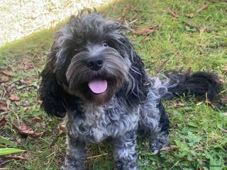 Cavapoo dogs - Advert 5