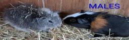 Guinea Pig rodents for sale: Beautiful Baby Guinea Pigs - Males  - Advert 10