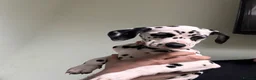 Dalmatian dogs for sale: **4 Left** Dalmatian Pups ready now - Advert 5