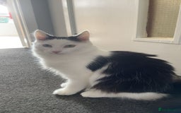 Mixed Breed cats for sale: urgent rehome - Advert 4