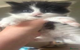 Mixed Breed cats for sale: Long haired fur balls  - Image 9