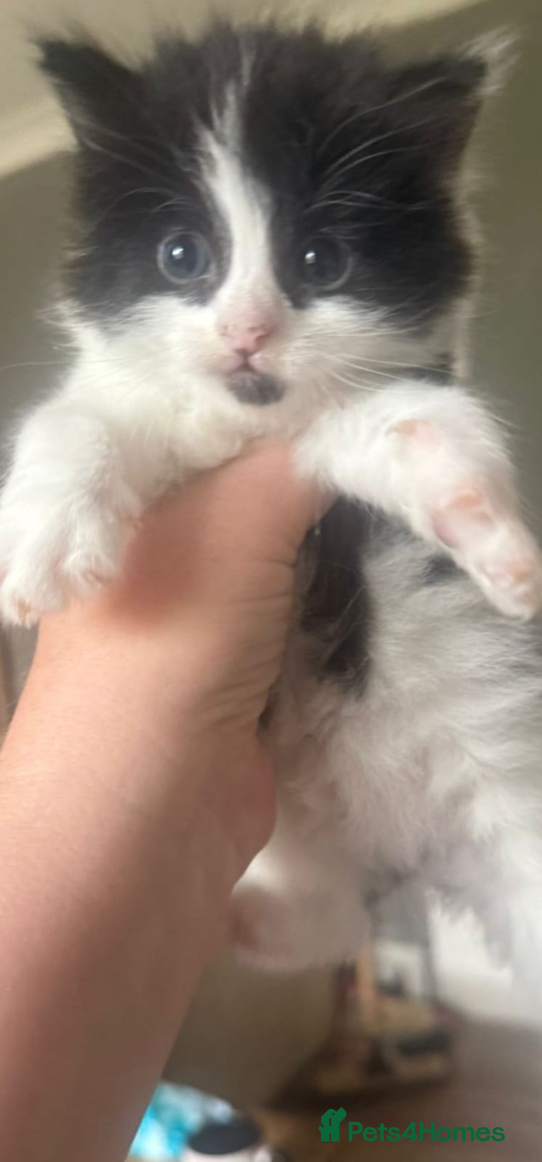 Mixed Breed cats for sale: Long haired fur balls  - Image 9