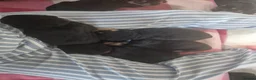 Rottweiler dogs for sale: 5* Rottweiler Puppies  in Wadebridge - Advert 11