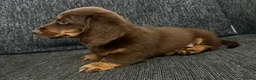 Dachshund dogs for sale: Miniature Long haired Daschund in Bootle - Advert 6