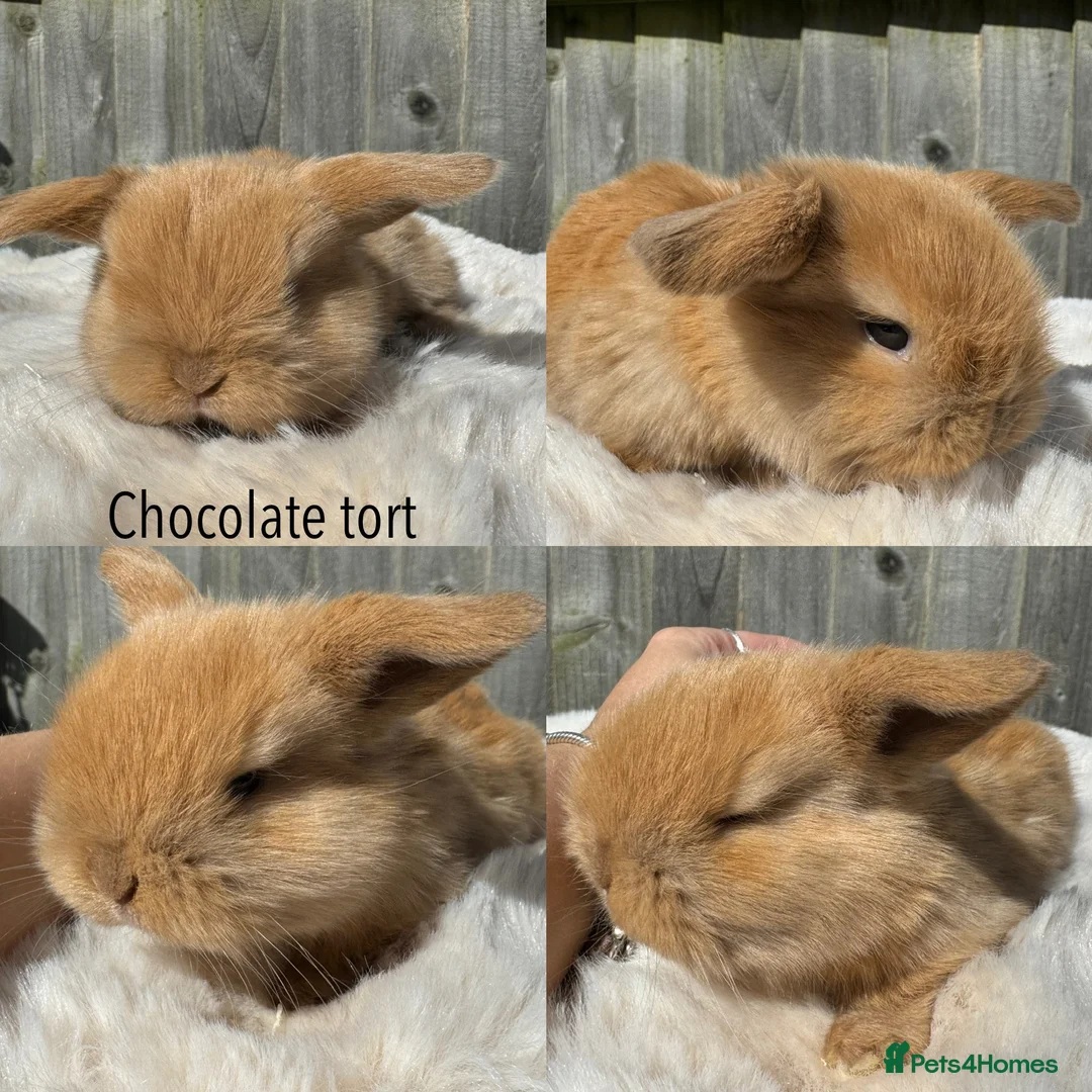 Mini Lop rabbits for sale: Pure mini Lops  - Advert 7