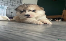 Siberian Husky dogs for stud: Proven Siberian Husky for Stud Blue Eyes in Cheltenham - Image 22