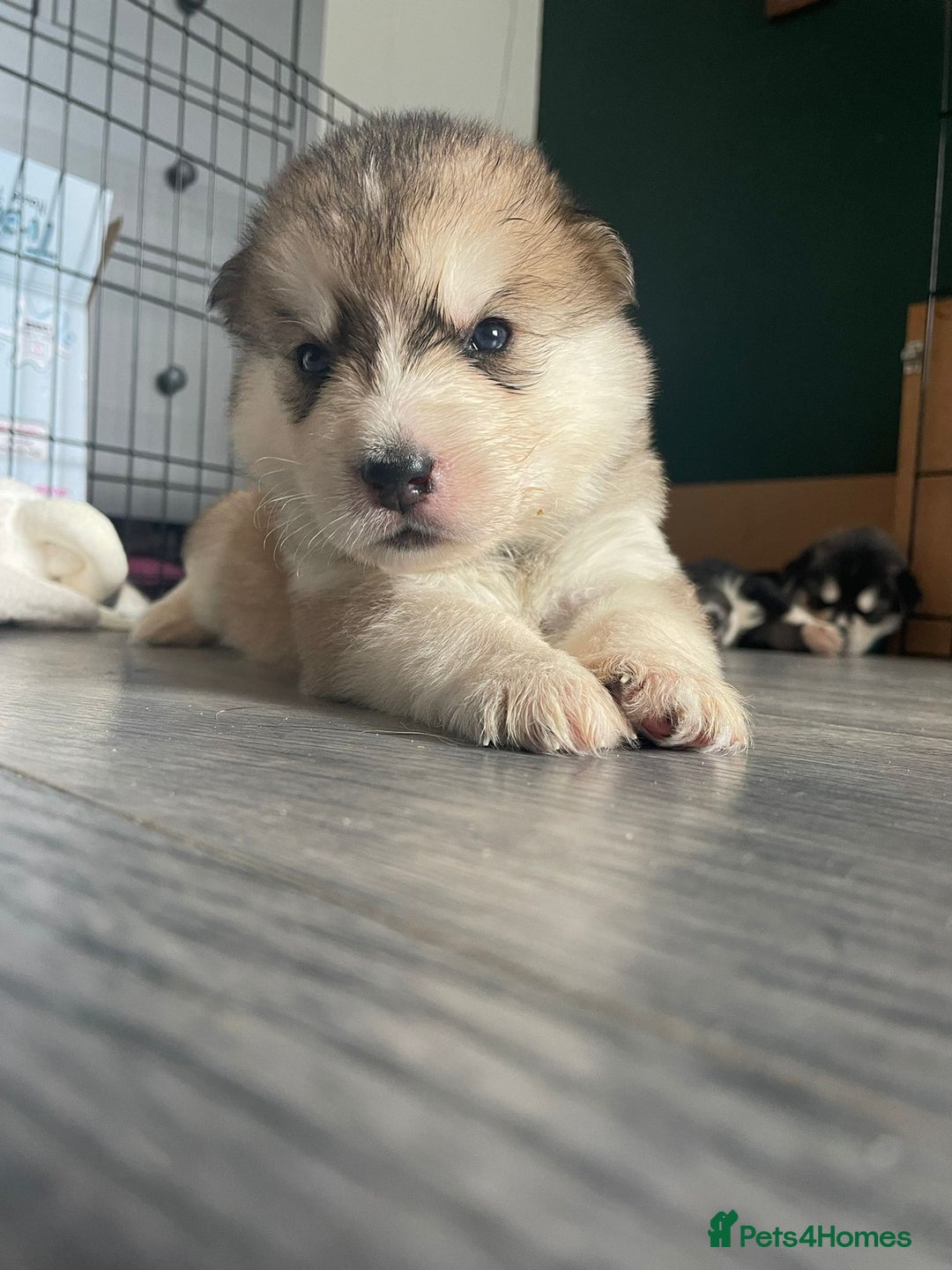 Siberian Husky dogs for stud: Proven Siberian Husky for Stud Blue Eyes in Cheltenham - Image 22