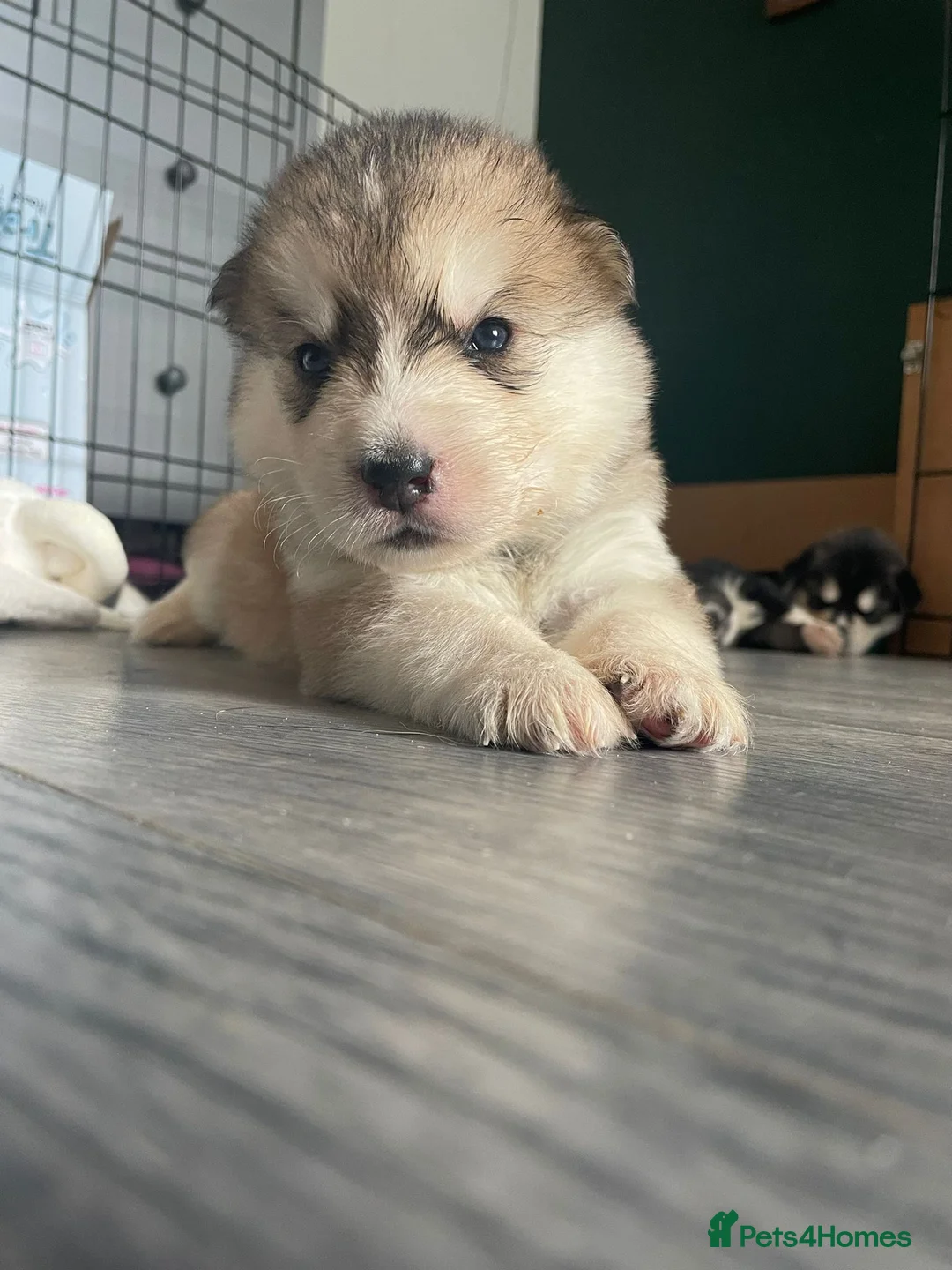 Siberian Husky dogs for stud: Siberian Husky - produces large litters in Cheltenham - Advert 21