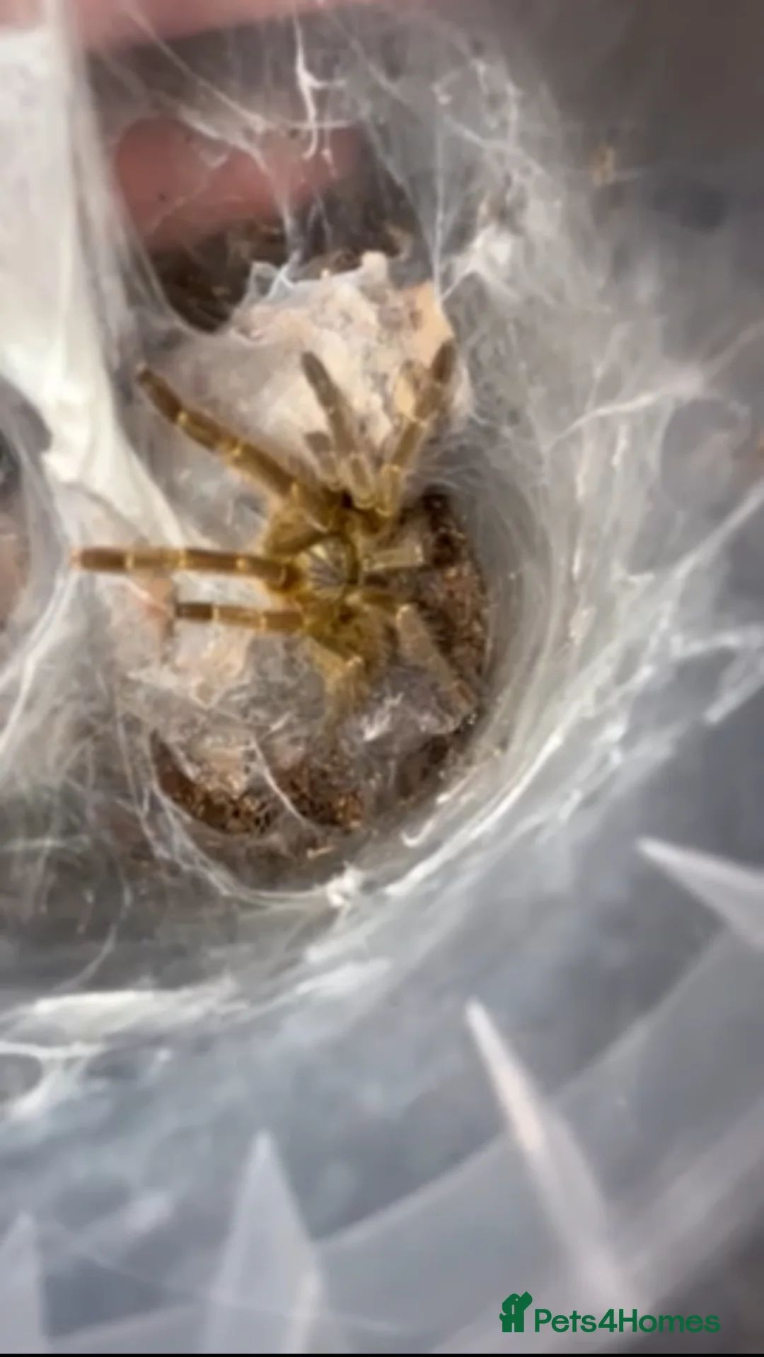 Tarantulas invertebrates for sale: Tarantulas For Sale - Advert 7