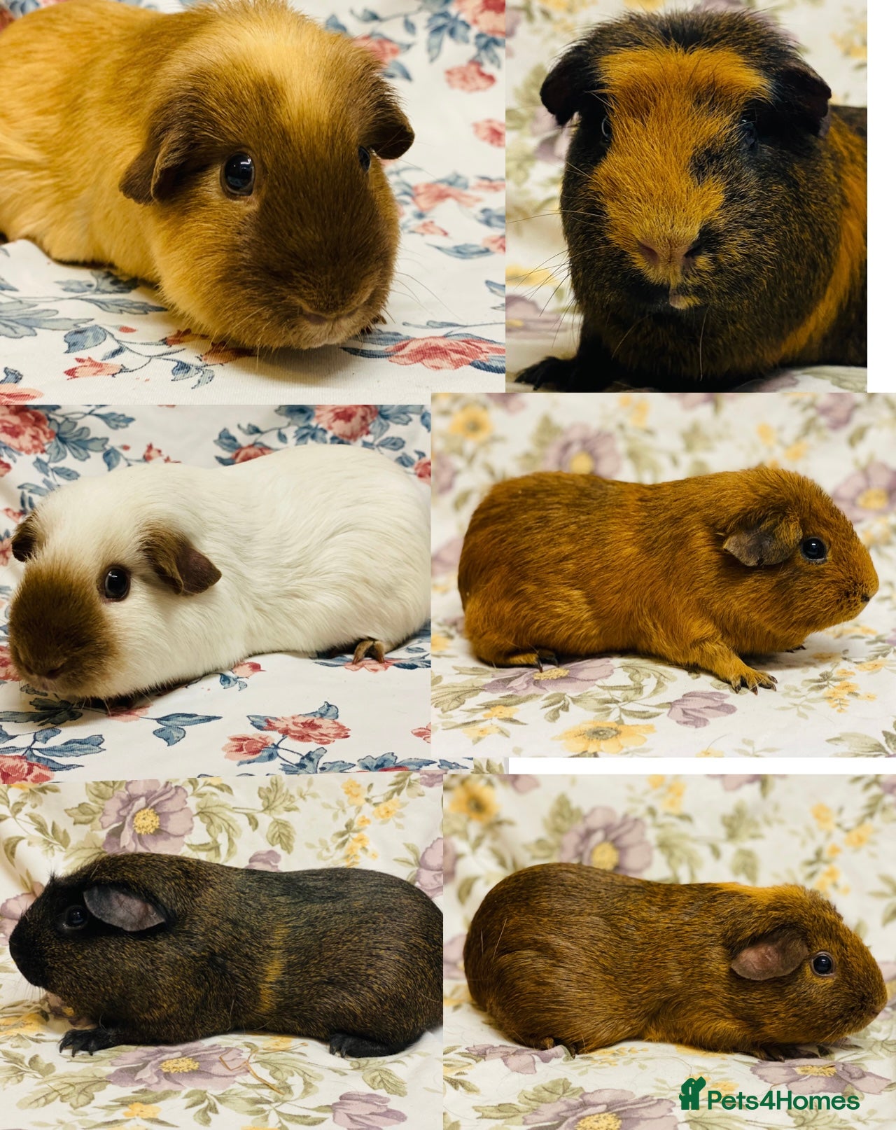Guinea Pig rodents Adult female Guineapigs available for pet homes - Advert 1