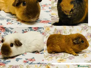 Guinea Pig rodents Adult female Guineapigs available for pet homes - Advert 1