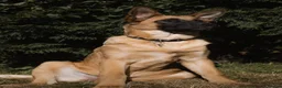 Mixed Breed dogs for stud: ✨Hank✨ for stud  in Birmingham - Advert 11