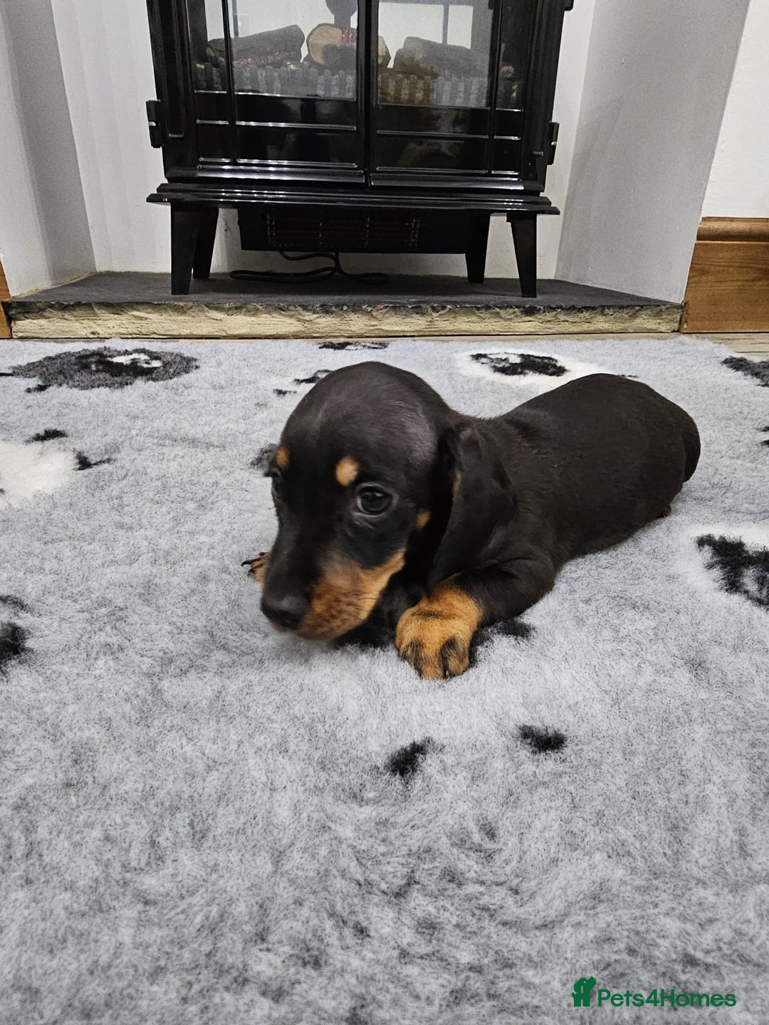 Dachshund dogs for sale: Kc wirehaired daschund puppies  - Image 14