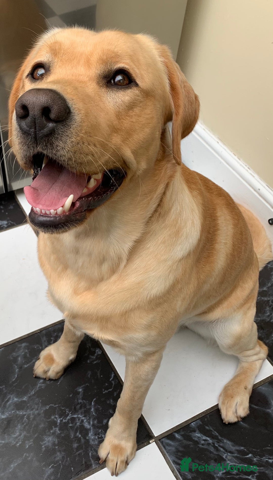 Labrador Retriever dogs for stud: Healthy Labrador for stud - Advert 5