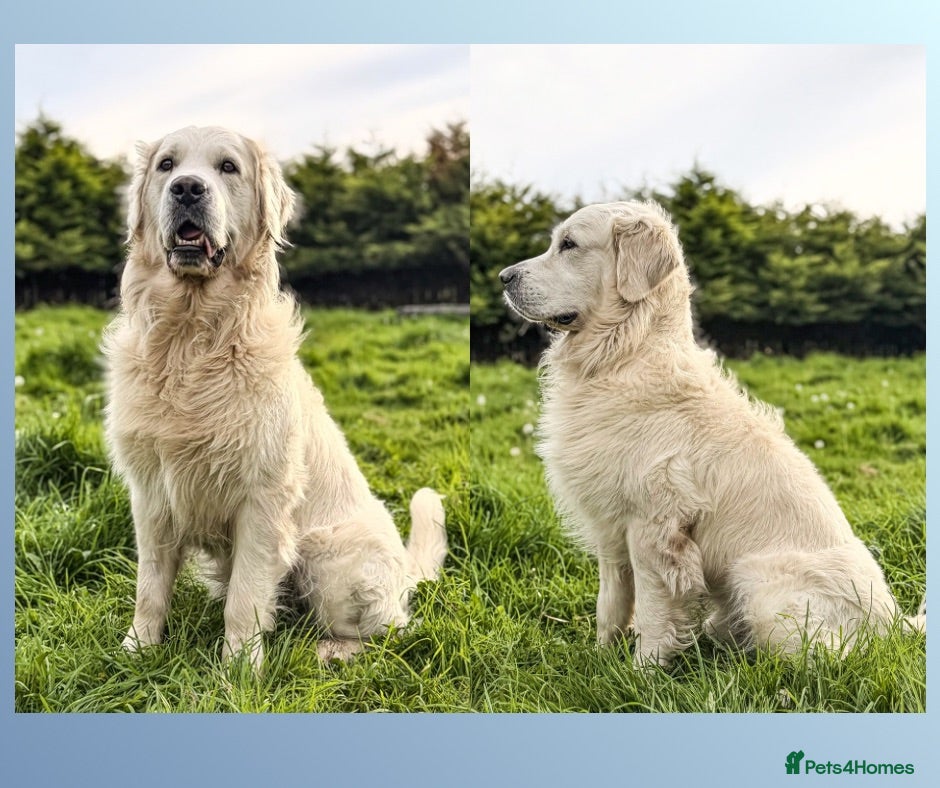 Golden Retriever dogs KC GOLDEN RETRIEVER ⭐️STUD⭐️ - Advert 15