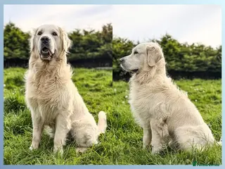 Golden Retriever dogs KC GOLDEN RETRIEVER ⭐️STUD⭐️ - Advert 1