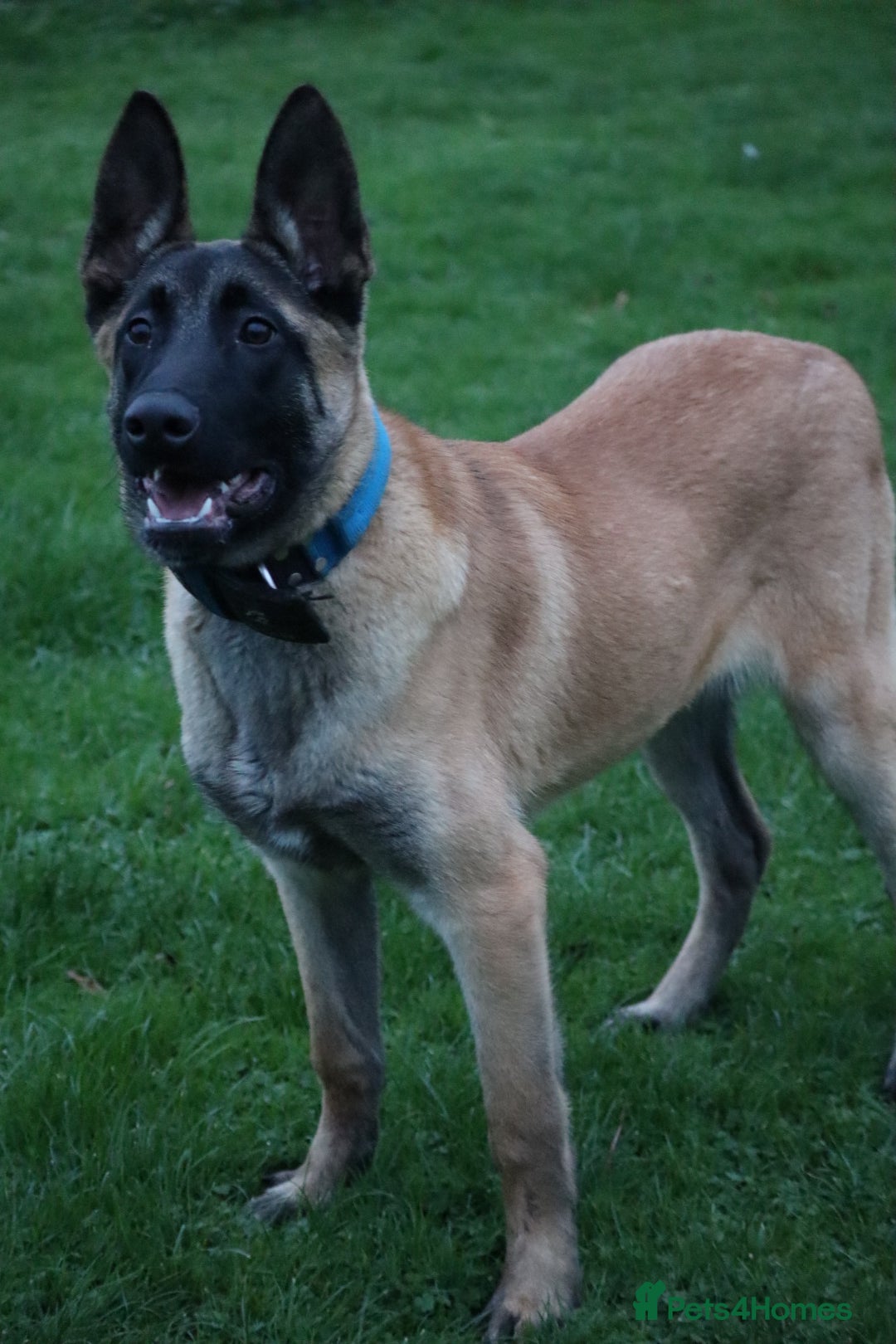 Belgian Shepherd Dog dogs for sale: Big bone malinois male  - Advert 3