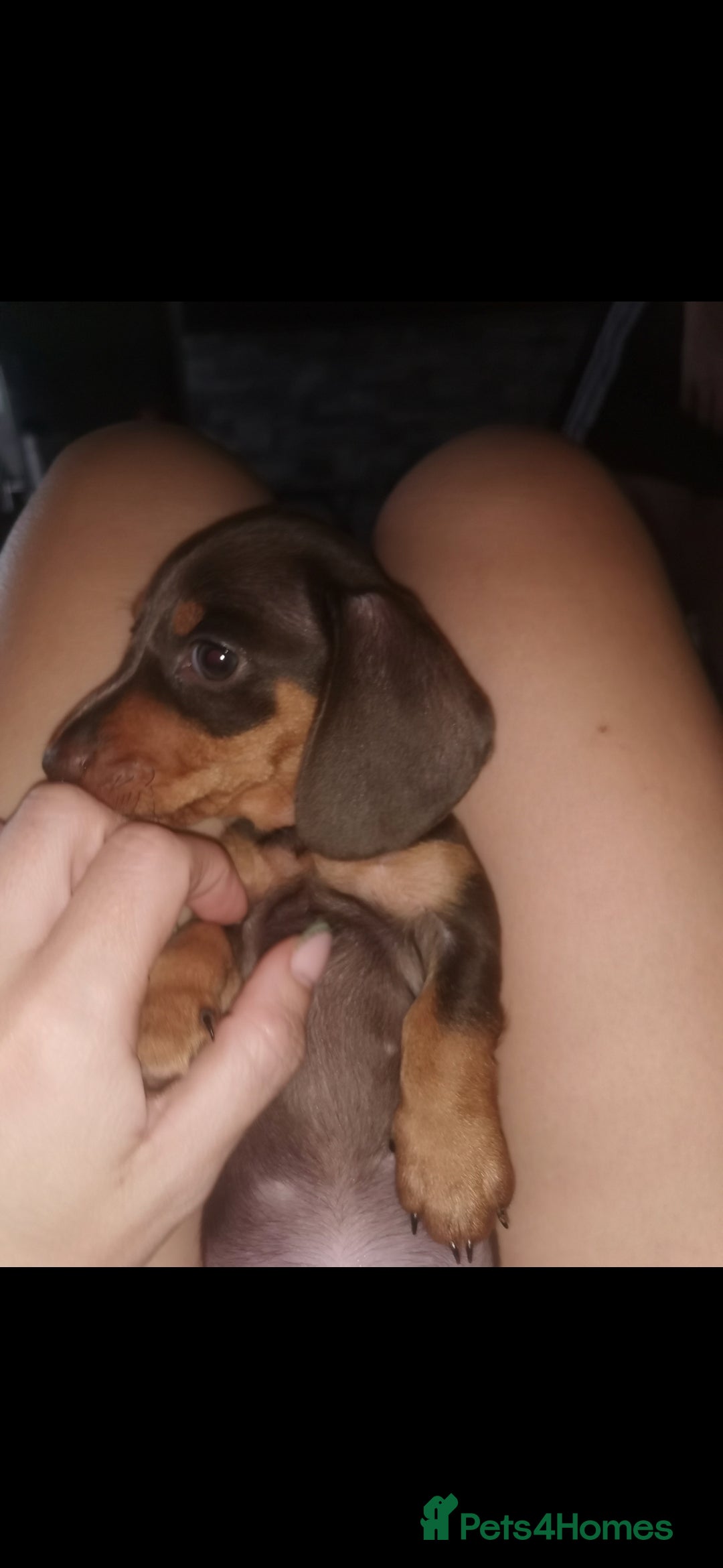 Miniature Dachshund dogs for sale: Stunning chocolate and tan miniature dachshund - Image 5