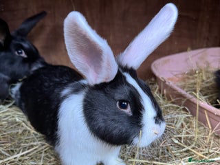 Mixed Breed rabbits Baby rabbits - Advert 9